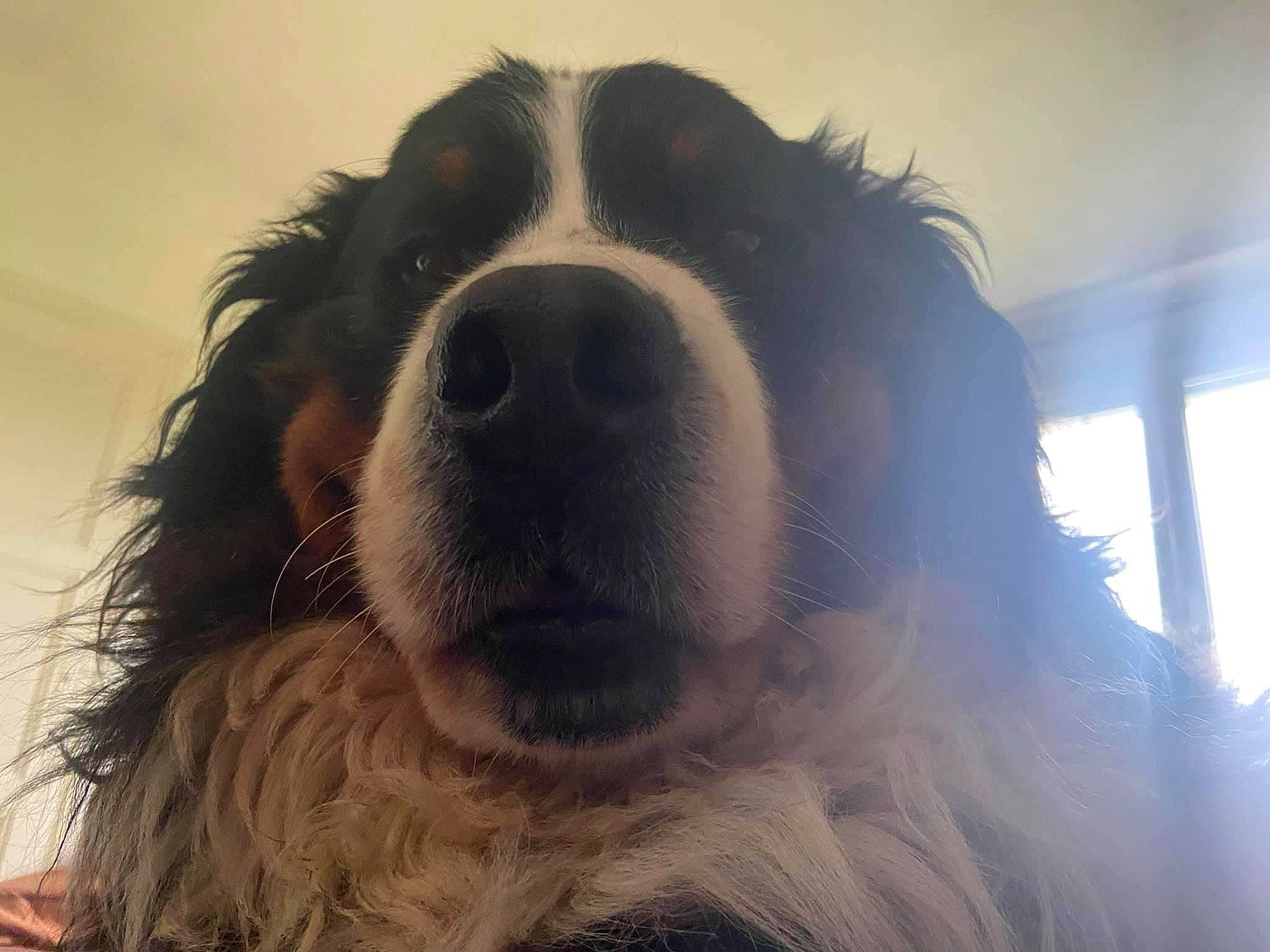 Oréo participe au concours pour gagner de l'argent avec cette photo : border_collie, carnivore, companion_dog, dog, dog_breed, fang, fur, goggles, happy, jaw, liver, shout, sky, snout, spaniel, sporting_group, sunglasses, whiskers, window, working_animal