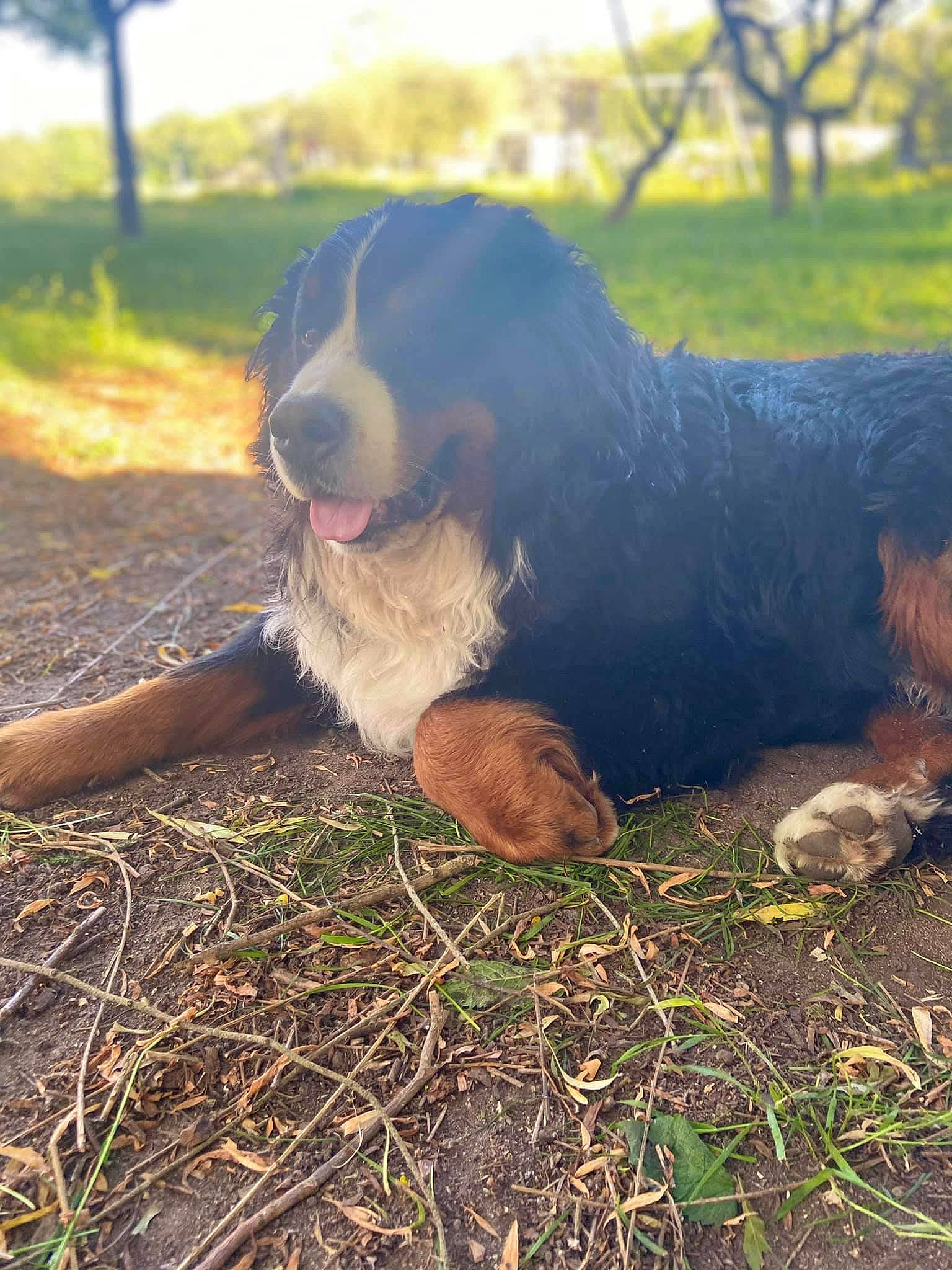 Oréo participe au concours pour gagner de l'argent avec cette photo : canidae, carnivore, companion_dog, dog, dog_breed, fawn, field, fur, grass, grassland, happy, landscape, people_in_nature, plant, snout, sporting_group, terrestrial_animal, tree, whiskers, working_animal