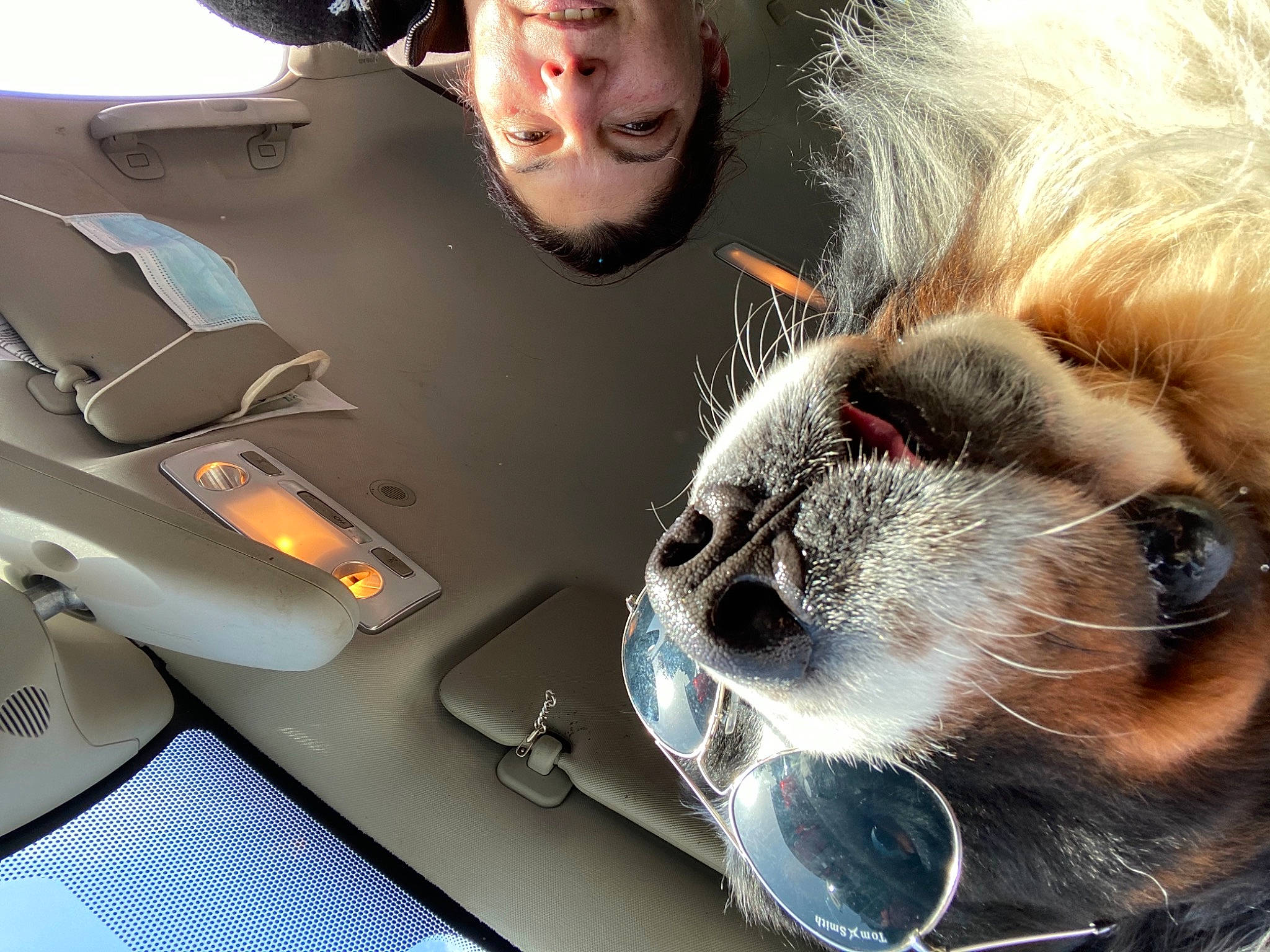 Oréo a rejoint le concours — aidez-le/la à gagner de superbes lots ! canidae, carnivore, companion_dog, dog, dog_breed, ear, eye, eyewear, fur, glasses, human, nose, photography, puppy_love, selfie, snout, sporting_group