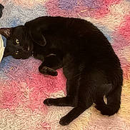 Venom is registered to the contest to win money with this photo: black_cat, cat, pet, indoor, relaxed, shaggy_rug, colorful_rug, feline, animal, fur, laying_down, cozy, soft_texture, curled_paws, floor, domestic_animal, cute, whiskers, resting, yellow_eyes