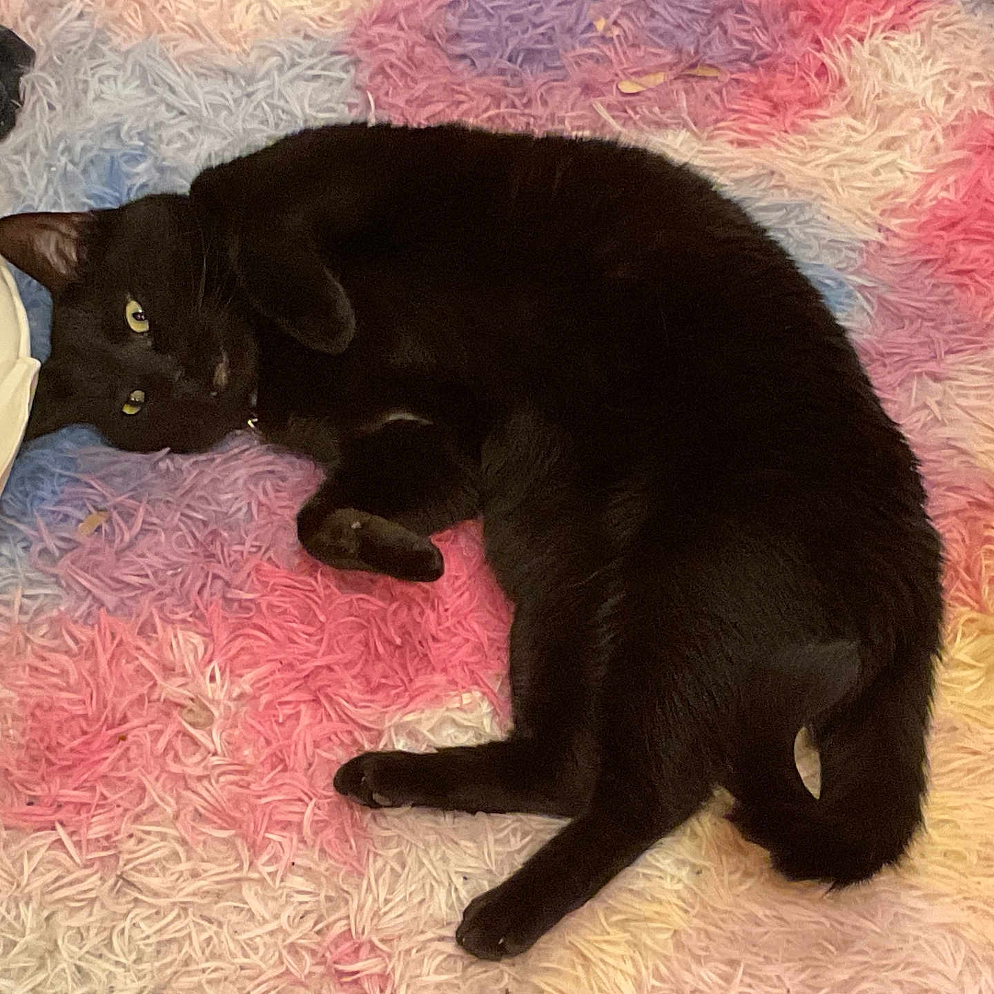 Venom is registered to the contest to win money with this photo: black_cat, cat, pet, indoor, relaxed, shaggy_rug, colorful_rug, feline, animal, fur, laying_down, cozy, soft_texture, curled_paws, floor, domestic_animal, cute, whiskers, resting, yellow_eyes