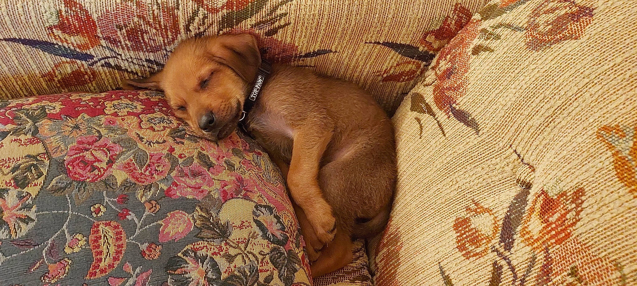 Blazer joined the competition — help win amazing prizes! brown, canidae, carnivore, comfort, companion_dog, dog, dog_breed, fawn, hardwood, linens, liver, nap, pattern, puppy, sporting_group, terrestrial_animal, wood, working_animal