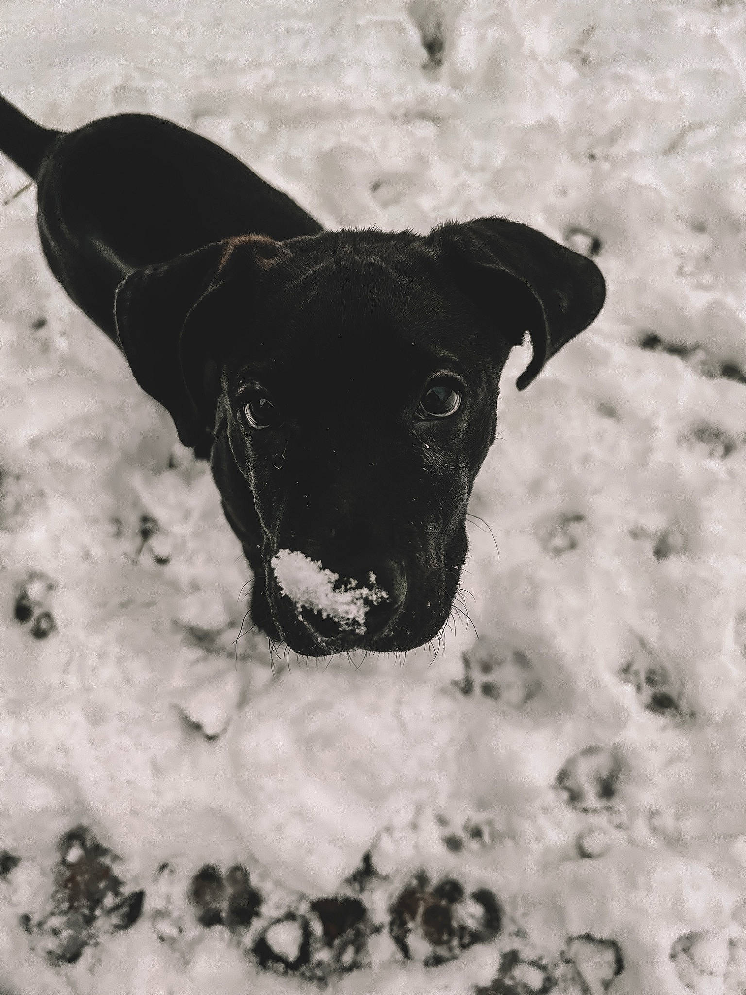 Rafe joined the competition — help win amazing prizes! carnivore, collar, companion_dog, dog, dog_breed, dog_collar, fawn, freezing, guard_dog, monochrome, monochrome_photography, pet_supply, plant, snow, sporting_group, terrestrial_animal, whiskers, winter, working_animal, working_dog