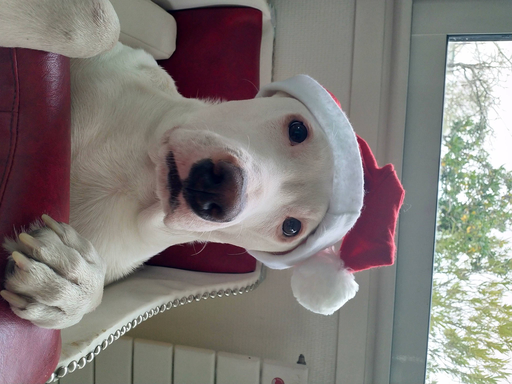 Roï a rejoint le concours — aidez-le/la à gagner de superbes lots ! canidae, carnivore, collar, companion_dog, dog, dog_breed, dog_collar, dog_supply, ear, fawn, fur, giant_dog_breed, non_sporting_group, pet_supply, smile, snout, sporting_group, tree, window, working_animal