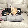 dog, small_dog, chihuahua, couch, pillow, leather, pet, sleeping, resting, cozy, indoor, animal, snuggling, three_dogs, relaxation, fur, ears, cute, companion, domestic_animal