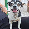 Olly participe au concours pour gagner de l'argent avec cette photo : dog, chihuahua, small_dog, black_and_white, tongue_out, happy, pet, animal, outdoor, person, lap, close_up, fur, ears, eyes, nose, smiling, legs, pavement, bracelet