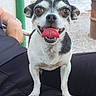 dog, small_dog, black_and_white, tongue_out, happy, pet, animal, sitting, outdoor, person, lap, close_up, cute, friendly, canine, smiling, fur, ears, paw, tongue