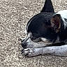 dog, sleeping, black_and_white, pet, small_dog, paw, ear, resting, close_up, outdoor, animal, canine, fur, quiet, relaxed, cute, peaceful, napping, companion, texture