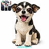 Olly a rejoint le concours — aidez-le/la à gagner de superbes lots ! animal, black_and_white, chihuahua_like, cute, dog, ears, fur, happy, isolated, large_eyes, paw, pet, portrait, puppy, sitting, small_dog, smiling, studio_shot, tongue_out, white_background