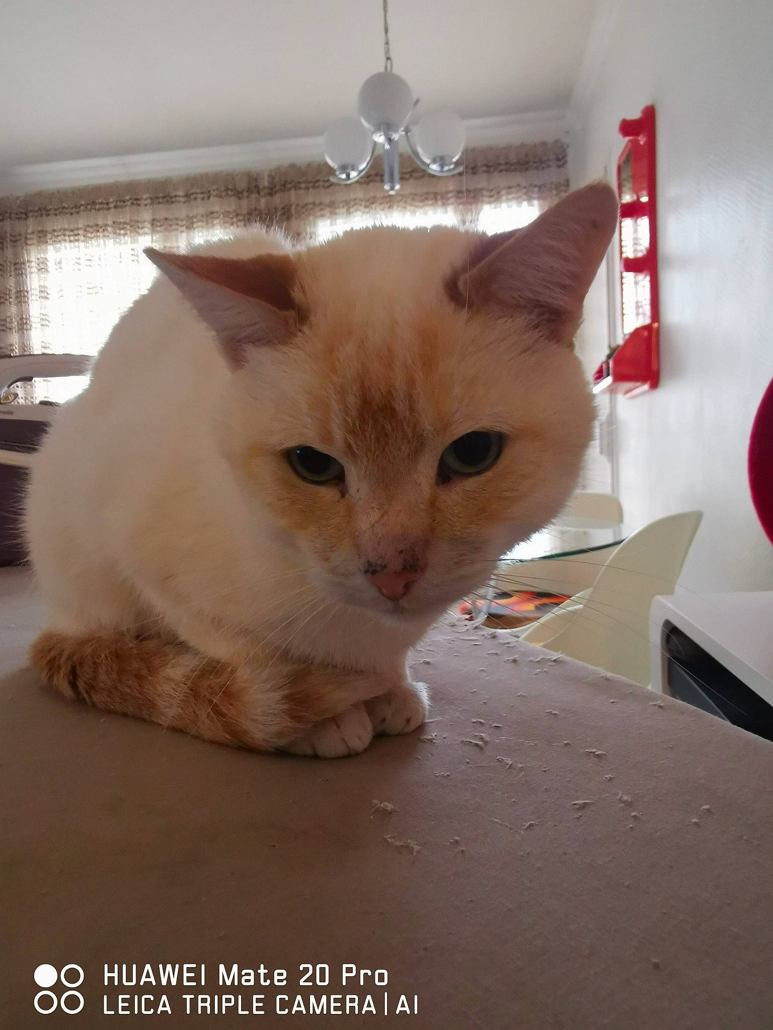 Hope a rejoint le concours — aidez-le/la à gagner de superbes lots ! box, cardboard, carmine, carnivore, carton, cat, domestic_short_haired_cat, fawn, felidae, flooring, fur, paw, pet_supply, shipping_box, small_to_medium_sized_cats, snout, tail, whiskers, window, wood