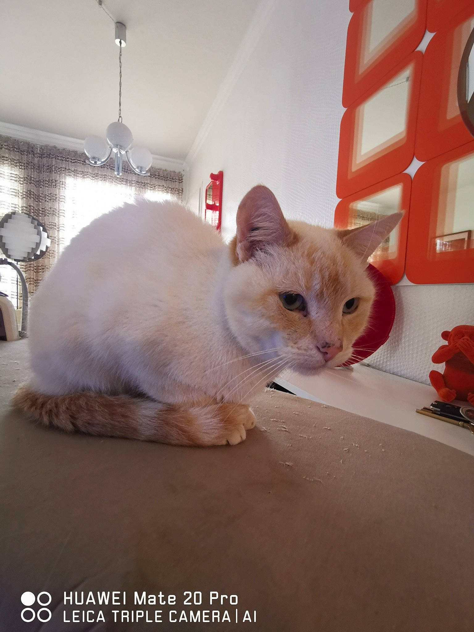 Hope participe au concours pour gagner de l'argent avec cette photo : carnivore, cat, claw, comfort, domestic_short_haired_cat, fawn, felidae, flooring, fur, lamp, light_fixture, paper_product, paw, pet_supply, room, small_to_medium_sized_cats, snout, tail, whiskers