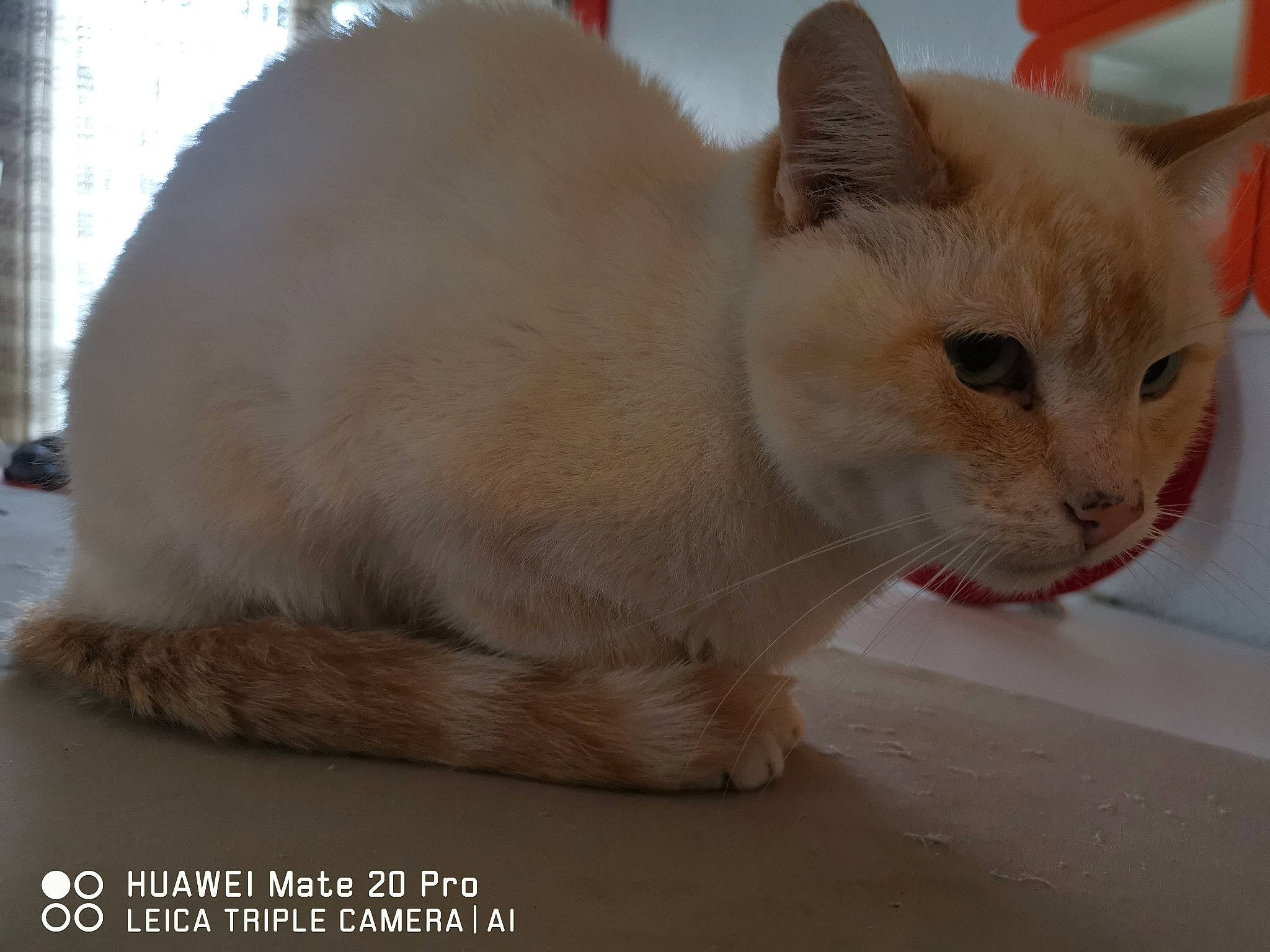 Hope participe au concours pour gagner de l'argent avec cette photo : carnivore, cat, claw, domestic_short_haired_cat, fawn, felidae, fur, paw, pet_supply, small_to_medium_sized_cats, snout, tail, terrestrial_animal, whiskers