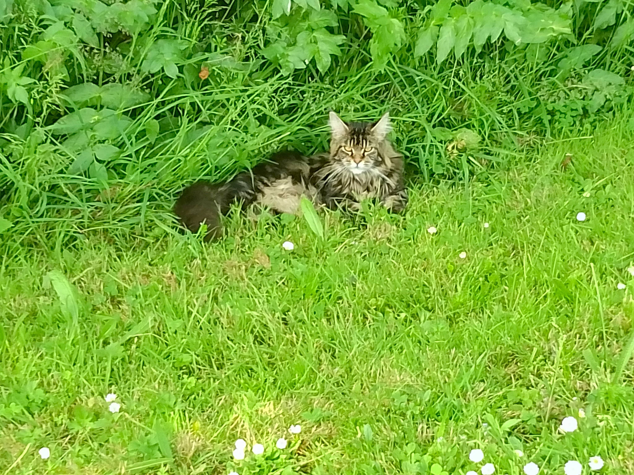 Tornade a rejoint le concours — aidez-le/la à gagner de superbes lots ! carnivore, cat, domestic_short_haired_cat, felidae, flower, grass, grass_family, grassland, groundcover, herb, herbaceous_plant, lawn, meadow, pasture, plant, small_to_medium_sized_cats, tail, terrestrial_animal, whiskers, wildlife