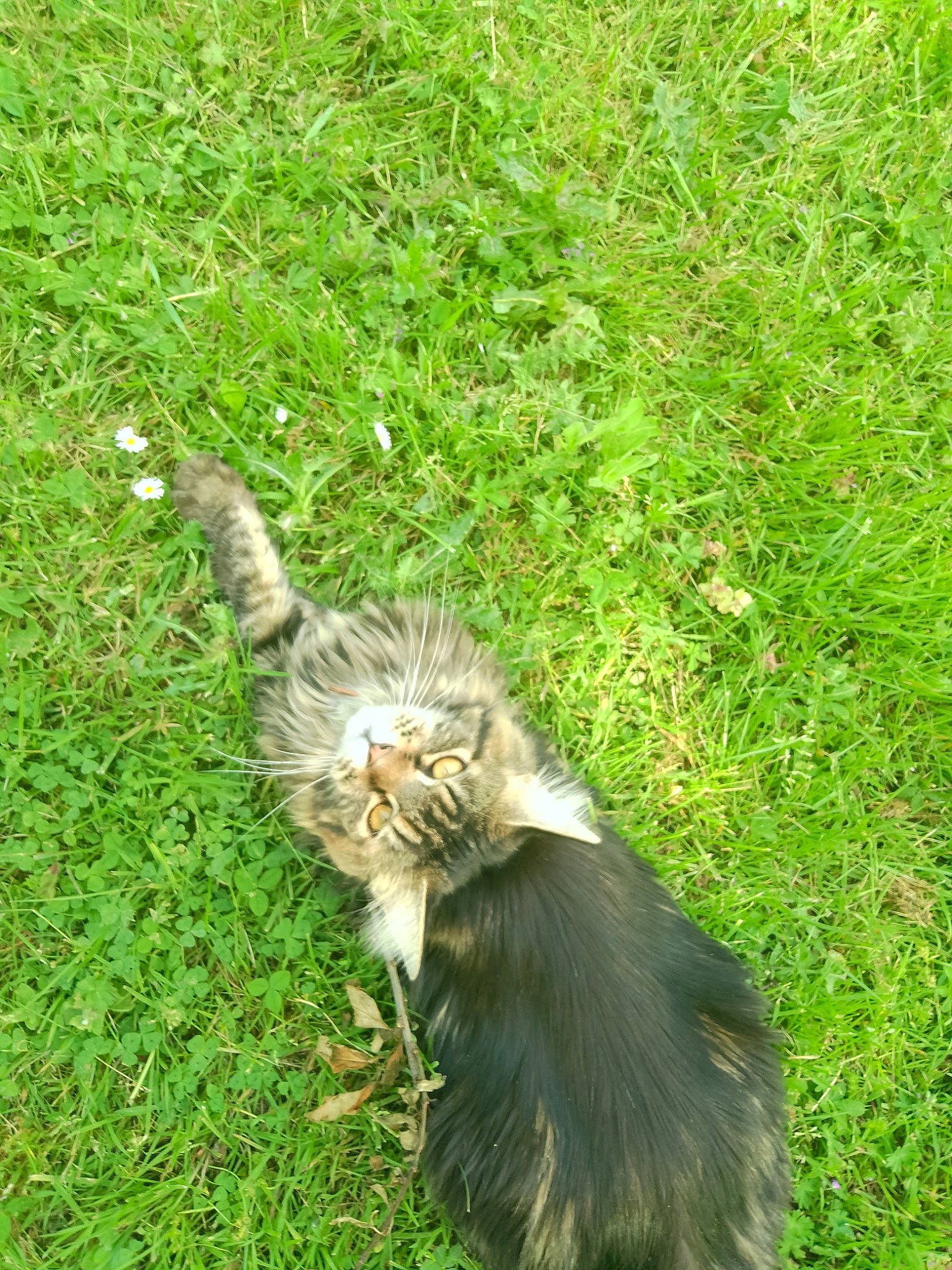 Tornade a rejoint le concours — aidez-le/la à gagner de superbes lots ! bird_of_prey, canidae, cat, companion_dog, dog_breed, felidae, fur, grass, grassland, groundcover, liver, pasture, plant, small_to_medium_sized_cats, sporting_group, tail, terrestrial_animal, whiskers, wildlife, wing
