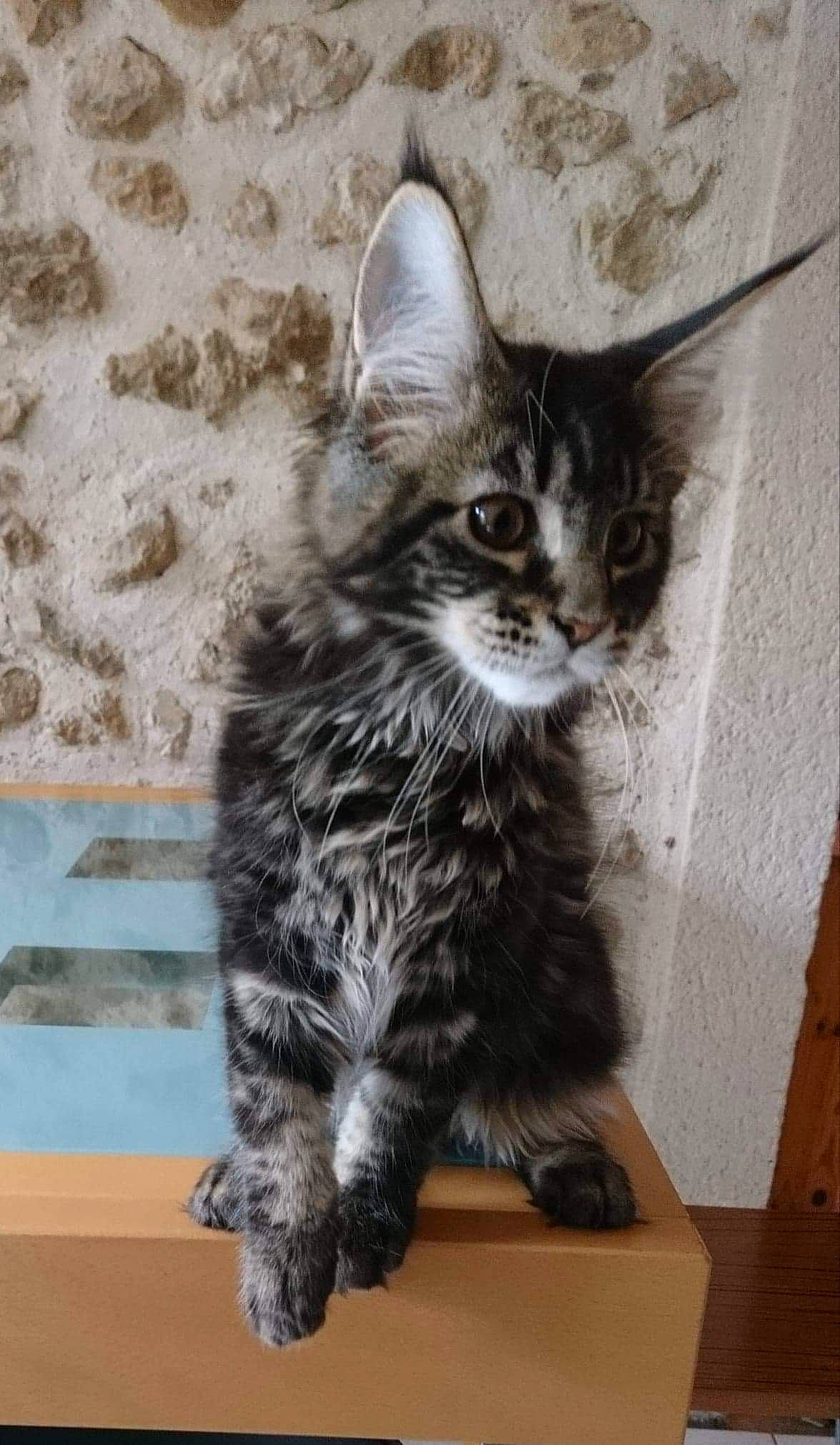 Tornade a rejoint le concours — aidez-le/la à gagner de superbes lots ! carnivore, cat, claw, domestic_short_haired_cat, felidae, flooring, fur, maine_coon, paw, sitting, small_to_medium_sized_cats, snout, tail, terrestrial_animal, whiskers, window, wood