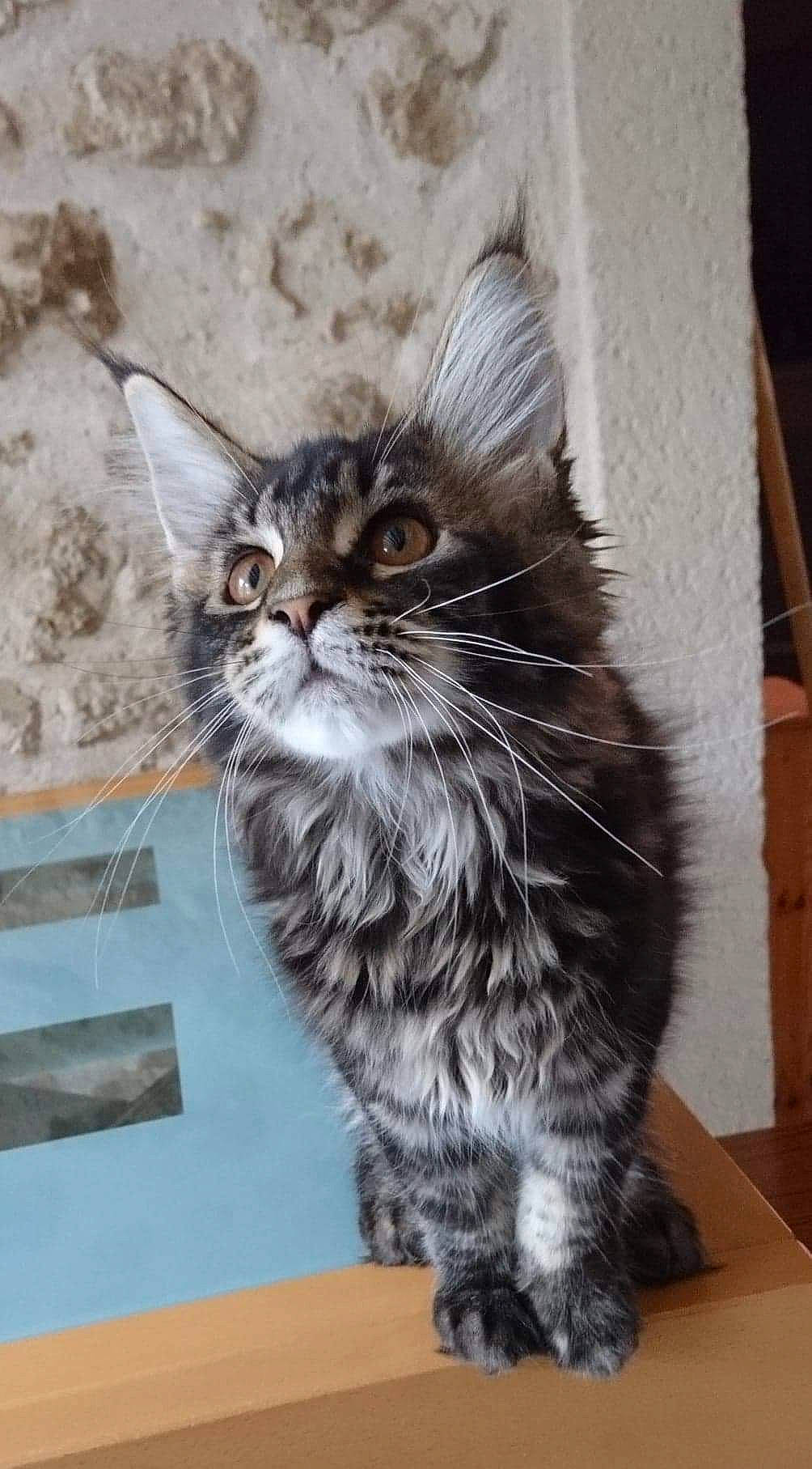 Tornade participe au concours pour gagner de l'argent avec cette photo : carnivore, cat, claw, domestic_short_haired_cat, felidae, fur, maine_coon, paw, sitting, small_to_medium_sized_cats, snout, tail, terrestrial_animal, whiskers, window