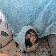 Stella Mae is registered to the contest to win money with this photo: animal, blanket, carpet, comfort, couch, cozy, curious, cute, dog, fur, home, indoor, looking_up, pattern, pet, portrait, resting, small_dog, snuggled, texture