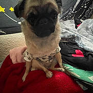 Lily is registered to the contest to win money with this photo: dog, puppy, pet, blanket, bed, clothing, cute, indoor, furry, small_dog, sitting, cozy, black_face, light_brown_fur, textile, decor, comfort, animal, portrait, relaxing