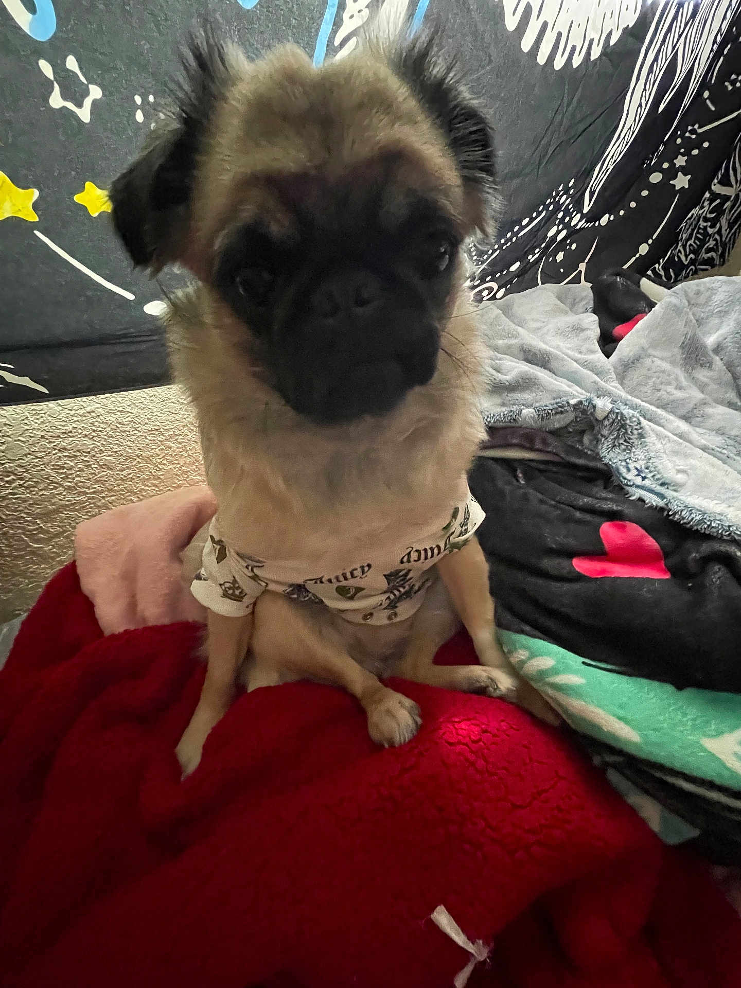 Lily