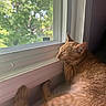 Cheese is registered to the contest to win money with this photo: cat, ginger_cat, sleeping, windowsill, window, screen, natural_light, indoor, cozy, relaxing, pet, feline, animal, close_up, daylight, blurred_background, resting, fur, whiskers, peaceful