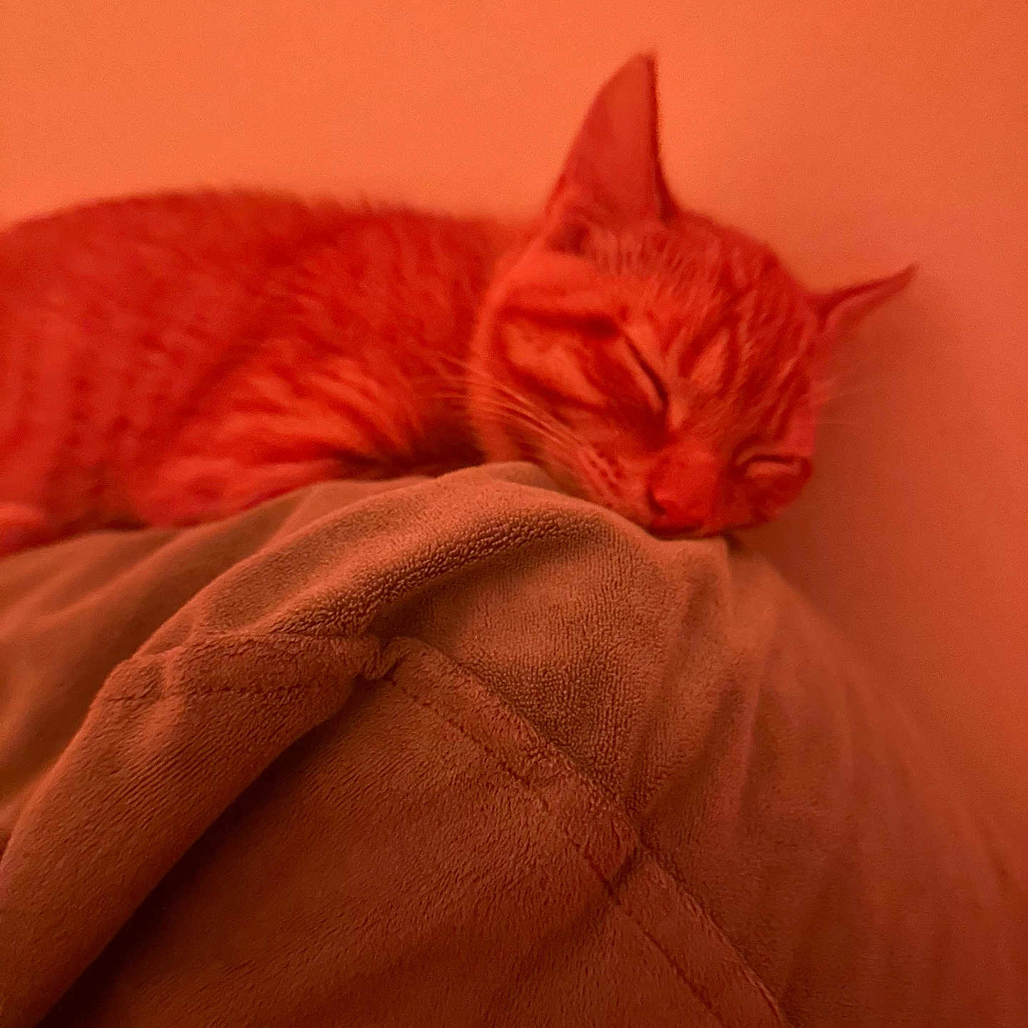 Cheese joined the competition — help win amazing prizes! cat, sleeping, orange_cat, blanket, cozy, indoor, pet, fur, resting, closeup, animal, cute, relaxation, soft_texture, mammal, whiskers, ears, peaceful, warm_light, nap
