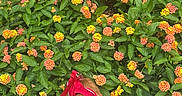 Cheese is registered to the contest to win money with this photo: cat, orange_cat, harness, leash, flowers, garden, green_leaves, outdoor, nature, plant, foliage, colorful, vibrant, curious, pet, walking, side_view, floral, spring, daylight