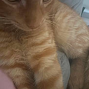 Cheese joined the competition — help win amazing prizes! cat, orange_tabby, close_up, fur, whiskers, paw, relaxed, indoor, pet, animal, curious, amber_eyes, soft_fur, striped, cute, feline, resting, cozy, closeup, domestic_cat