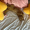 Cheese joined the competition — help win amazing prizes! cat, ginger_cat, bed, blanket, pink_blanket, yellow_pillow, plush_pillow, pet, sleeping, relaxed, indoor, feline, cozy, cute, resting, fur, whiskers, animal, domestic_cat, comfort