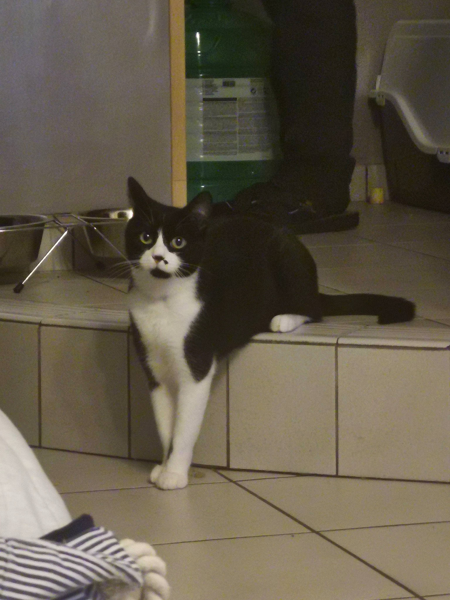 Palkia a rejoint le concours — aidez-le/la à gagner de superbes lots ! carnivore, cat, comfort, companion_dog, dog_breed, domestic_short_haired_cat, felidae, floor, flooring, fur, hardwood, human_leg, monochrome, monochrome_photography, paw, room, small_to_medium_sized_cats, snout, tail, whiskers