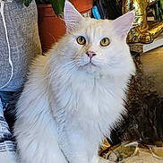 Snow a rejoint le concours — aidez-le/la à gagner de superbes lots ! cat, closeup, cozy, curious, cushion, decor, feline, flower_pot, fluffy, golden_statue, indoor, long_hair, paws, pet, plant, pointed_ears, portrait, whiskers, white_cat, yellow_eyes