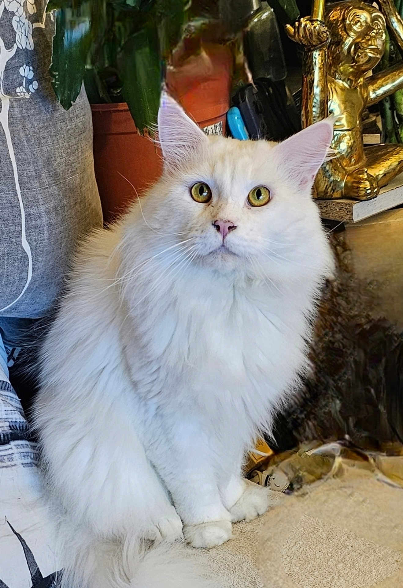 Snow a rejoint le concours — aidez-le/la à gagner de superbes lots ! cat, closeup, cozy, curious, cushion, decor, feline, flower_pot, fluffy, golden_statue, indoor, long_hair, paws, pet, plant, pointed_ears, portrait, whiskers, white_cat, yellow_eyes