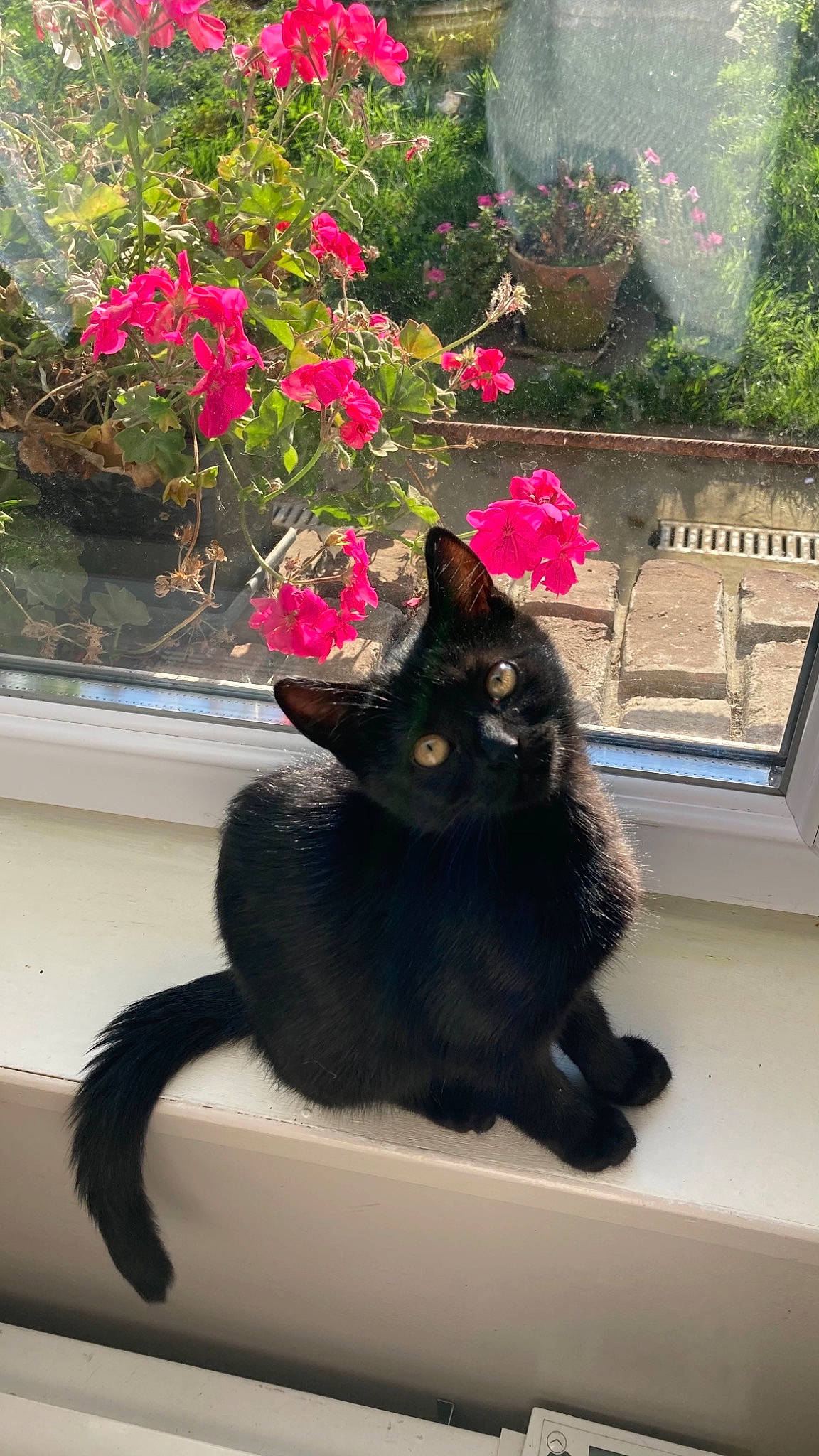 Rose participe au concours pour gagner de l'argent avec cette photo : asian, black_cat, bombay, carnivore, cat, domestic_short_haired_cat, felidae, flower, herbaceous_plant, pink, plant, small_to_medium_sized_cats, tail, whiskers