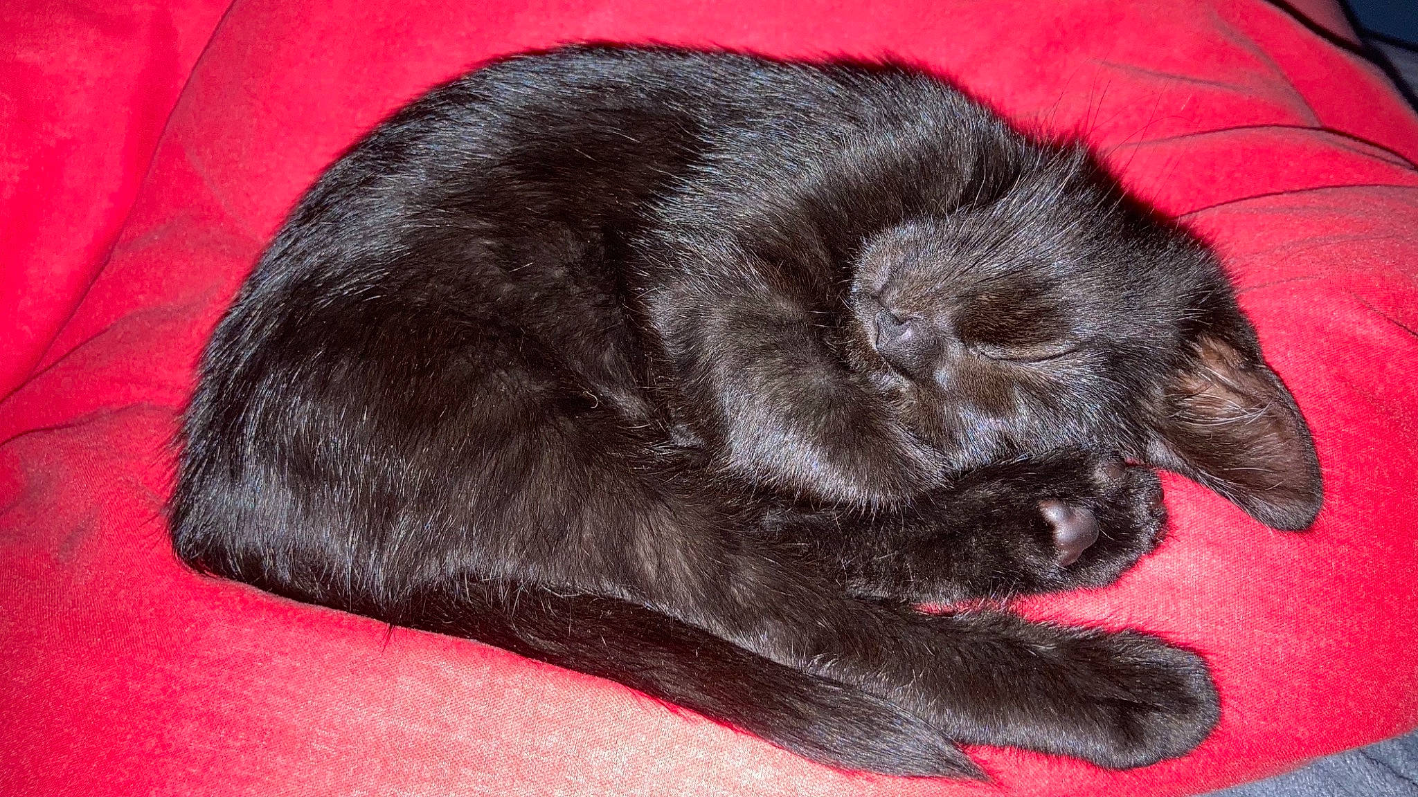 Rose a rejoint le concours — aidez-le/la à gagner de superbes lots ! black, black_cat, carnivore, cat, claw, ear, felidae, fur, korat, nap, small_to_medium_sized_cats, snout, tail, whiskers