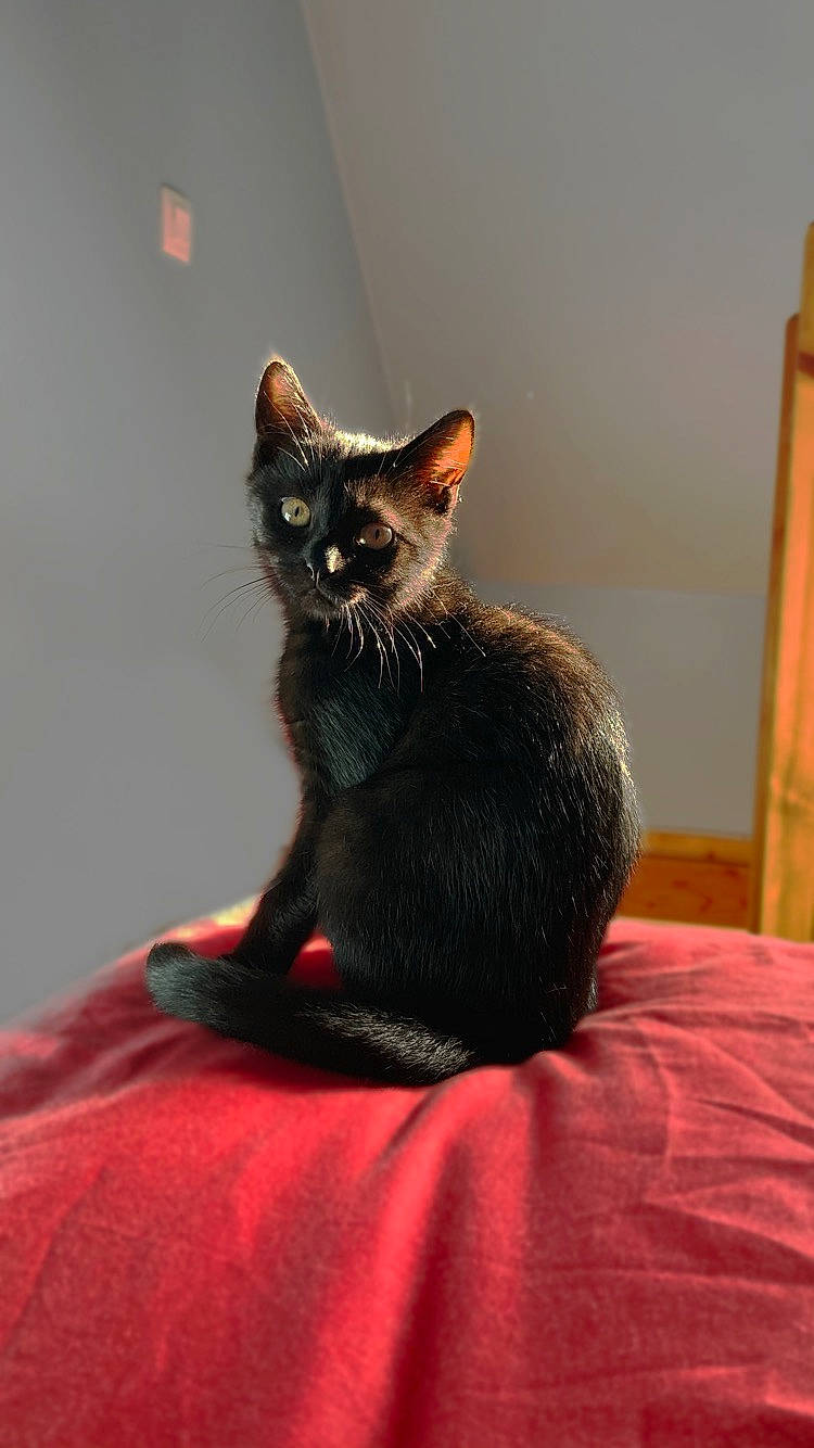 Rose a rejoint le concours — aidez-le/la à gagner de superbes lots ! asian, black, black_cat, bombay, carnivore, cat, domestic_short_haired_cat, ear, felidae, fur, havana_brown, kitten, mammal, small_to_medium_sized_cats, vertebrate, whiskers
