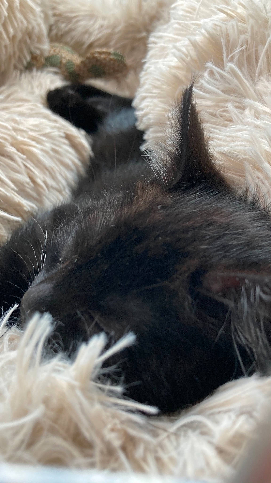 Rose a rejoint le concours — aidez-le/la à gagner de superbes lots ! canidae, carnivore, claw, close_up, dog, dog_breed, ear, fur, nap, paw, puppy, tail, terrier, textile, whiskers