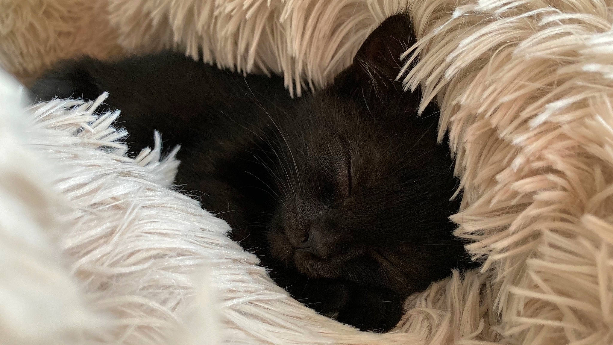 Rose participe au concours pour gagner de l'argent avec cette photo : canidae, carnivore, dog_breed, fur, nap, puppy, snout, terrier, whiskers