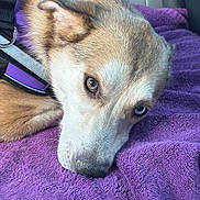 Nami joined the competition — help win amazing prizes! dog, close_up, heterochromia, purple_towel, car_interior, pet, canine, fur, lying_down, resting, collar, seatbelt, animal, portrait, cute, domestic_animal, snout, ears, relaxed, indoors