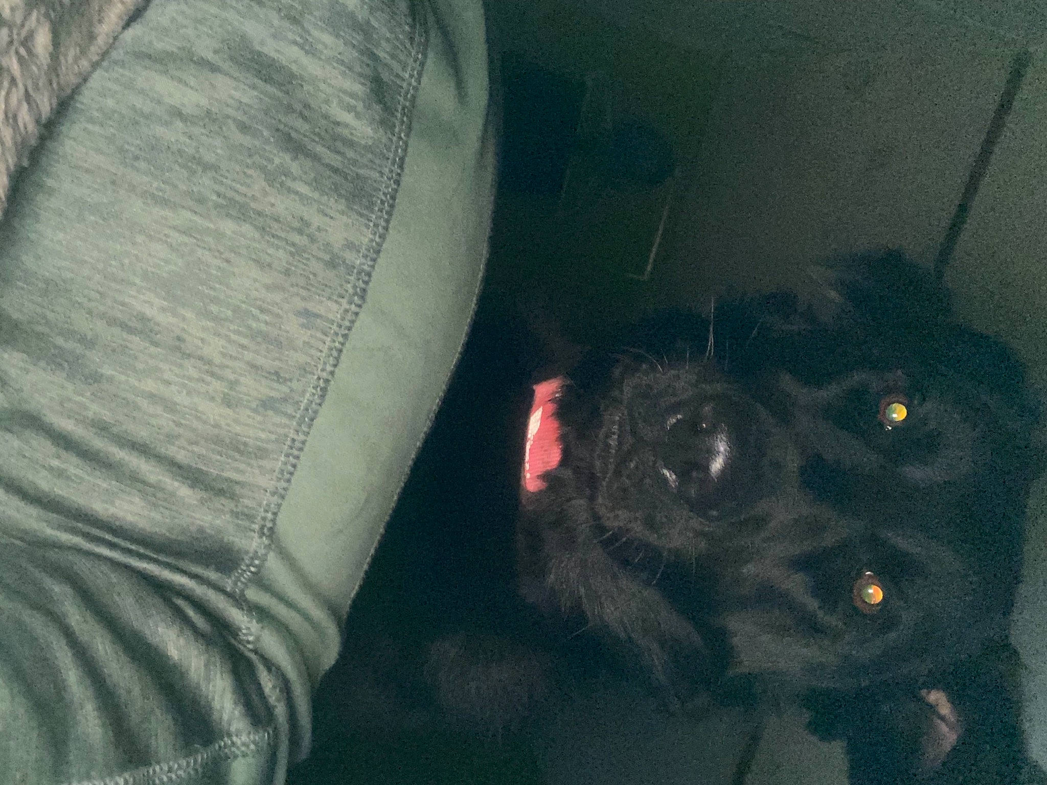 Daisy Duke is registered to the contest to win money with this photo: carnivore, comfort, companion_dog, darkness, dog, dog_breed, foot, fur, grey, human_body, human_leg, jaw, personal_protective_equipment, sleeve, snout, sporting_group, thigh, tints_and_shades, vehicle_door, whiskers