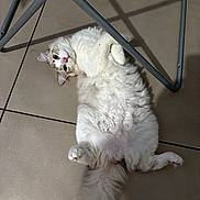 Yuki a rejoint le concours — aidez-le/la à gagner de superbes lots ! cat, fluffy, white, pet, animal, floor, tile, indoor, relaxed, lying_down, curious, paw, feline, chair, shadow, cute, domestic, whiskers, nose, ears