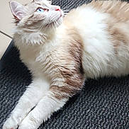 Yuki participe au concours pour gagner de l'argent avec cette photo : animal, blue_eyes, brown, cat, cream, cute, domestic, feline, floor, fluffy, indoor, long_hair, looking_up, lying_down, mat, pet, relaxed, resting, whiskers, white