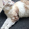 animal, blue_eyes, brown, cat, cream, cute, domestic, feline, floor, fluffy, indoor, long_hair, looking_up, lying_down, mat, pet, relaxed, resting, whiskers, white