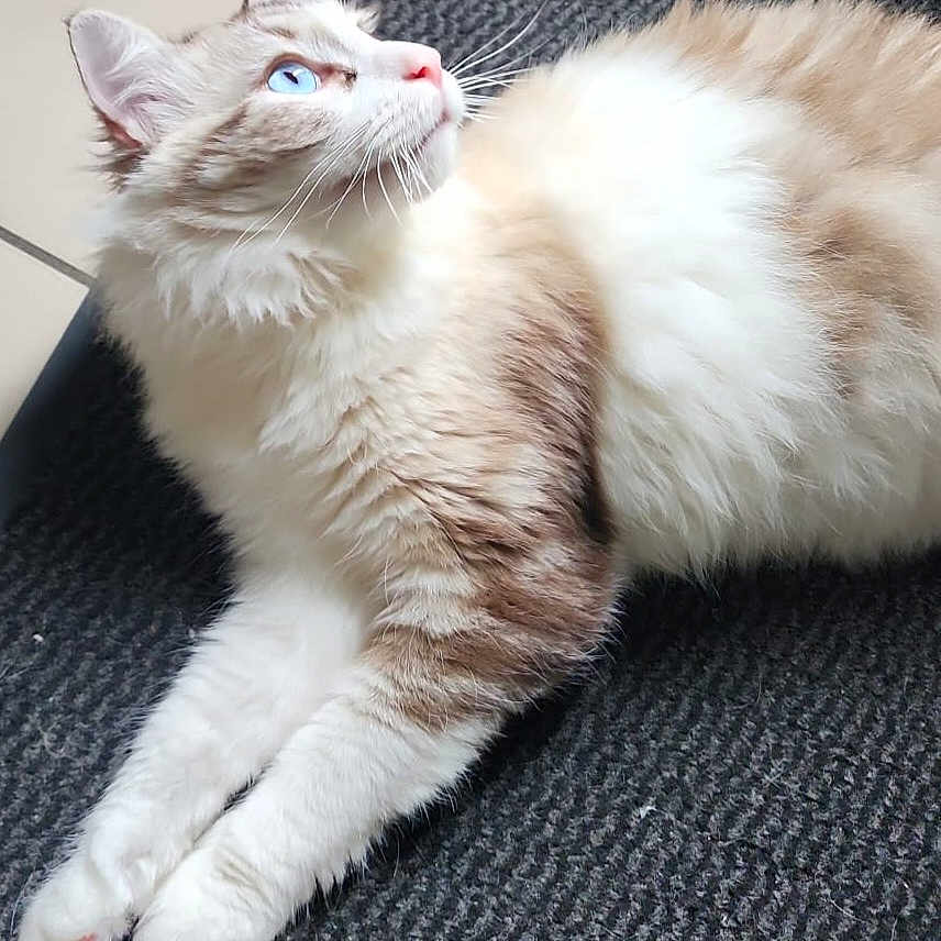 Yuki