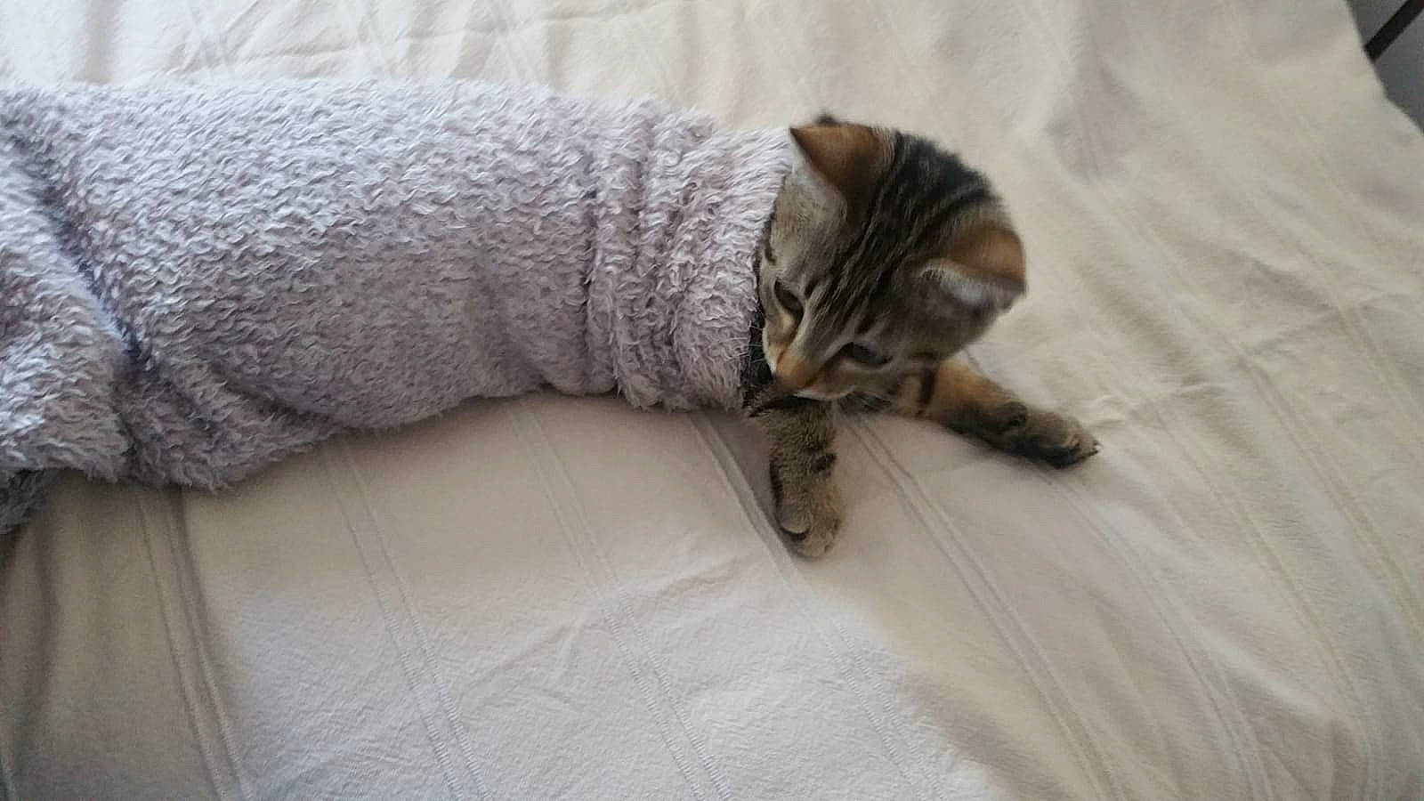 Raoul a rejoint le concours — aidez-le/la à gagner de superbes lots ! carnivore, cat, claw, comfort, domestic_short_haired_cat, fawn, felidae, flooring, fur, grey, linens, nap, paw, sleep, small_to_medium_sized_cats, snout, tail, terrestrial_animal, whiskers, wood