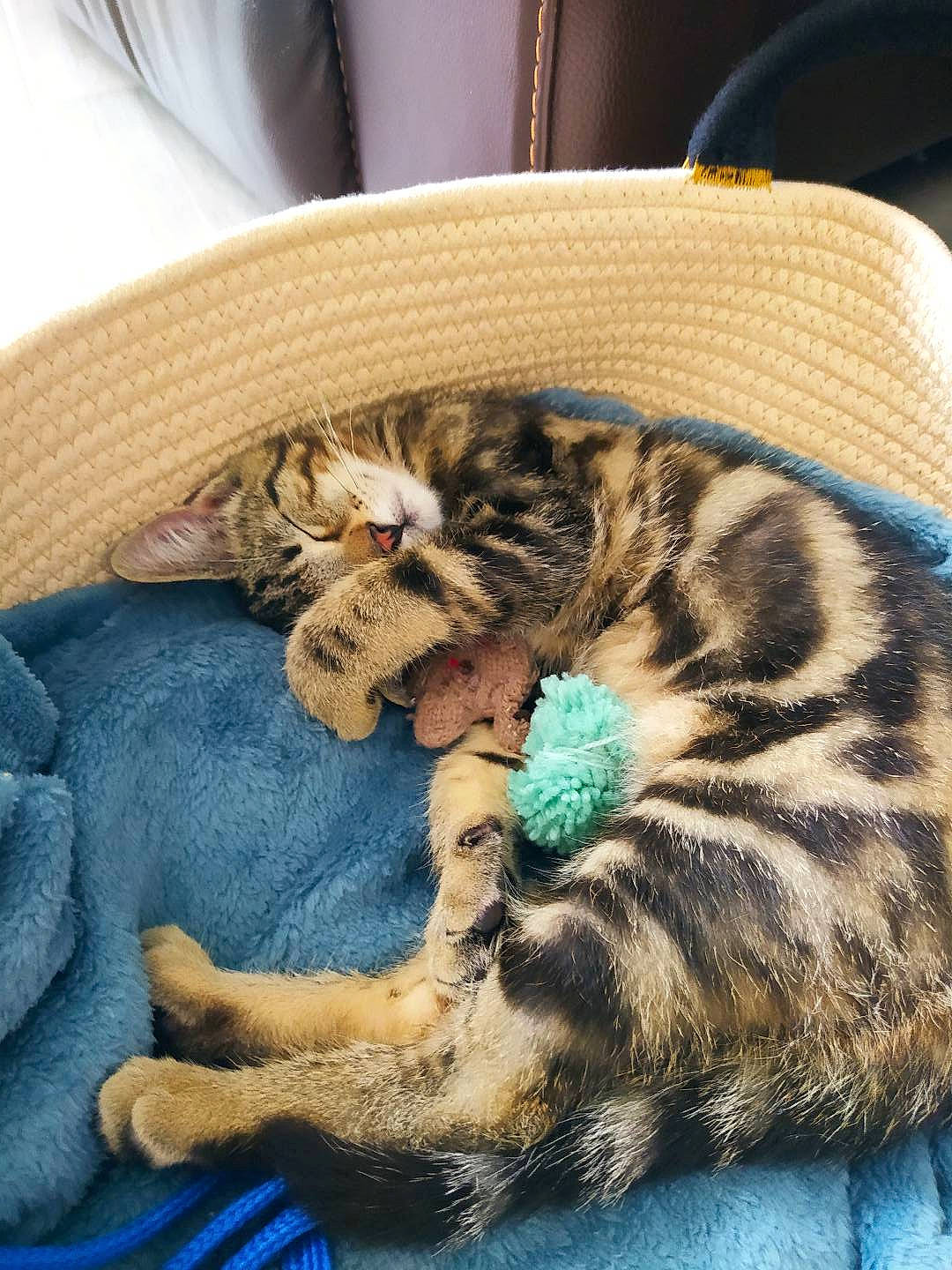 Raoul a rejoint le concours — aidez-le/la à gagner de superbes lots ! blanket, carnivore, cat, claw, comfort, domestic_short_haired_cat, fawn, felidae, fur, linens, nap, paw, sleep, small_to_medium_sized_cats, snout, tail, terrestrial_animal, textile, whiskers