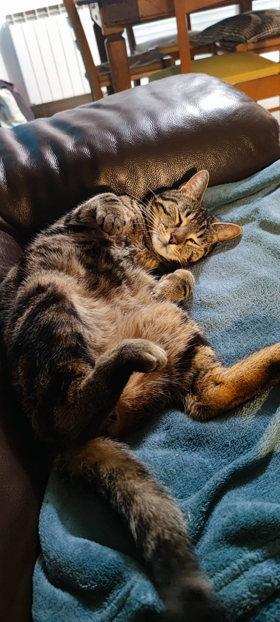 Raoul participe au concours pour gagner de l'argent avec cette photo : brown, carnivore, cat, claw, comfort, domestic_short_haired_cat, felidae, fur, grey, linens, nap, paw, sleep, small_to_medium_sized_cats, tail, terrestrial_animal, whiskers, wood