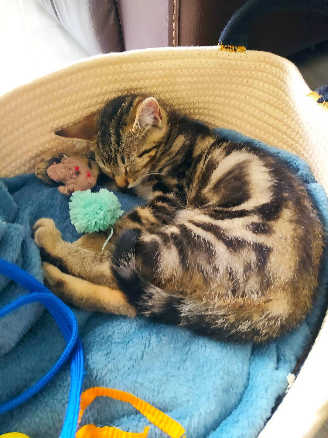 Raoul participe au concours pour gagner de l'argent avec cette photo : carnivore, cat, claw, comfort, domestic_short_haired_cat, felidae, fur, linens, nap, paw, sleep, small_to_medium_sized_cats, snout, tail, terrestrial_animal, whiskers