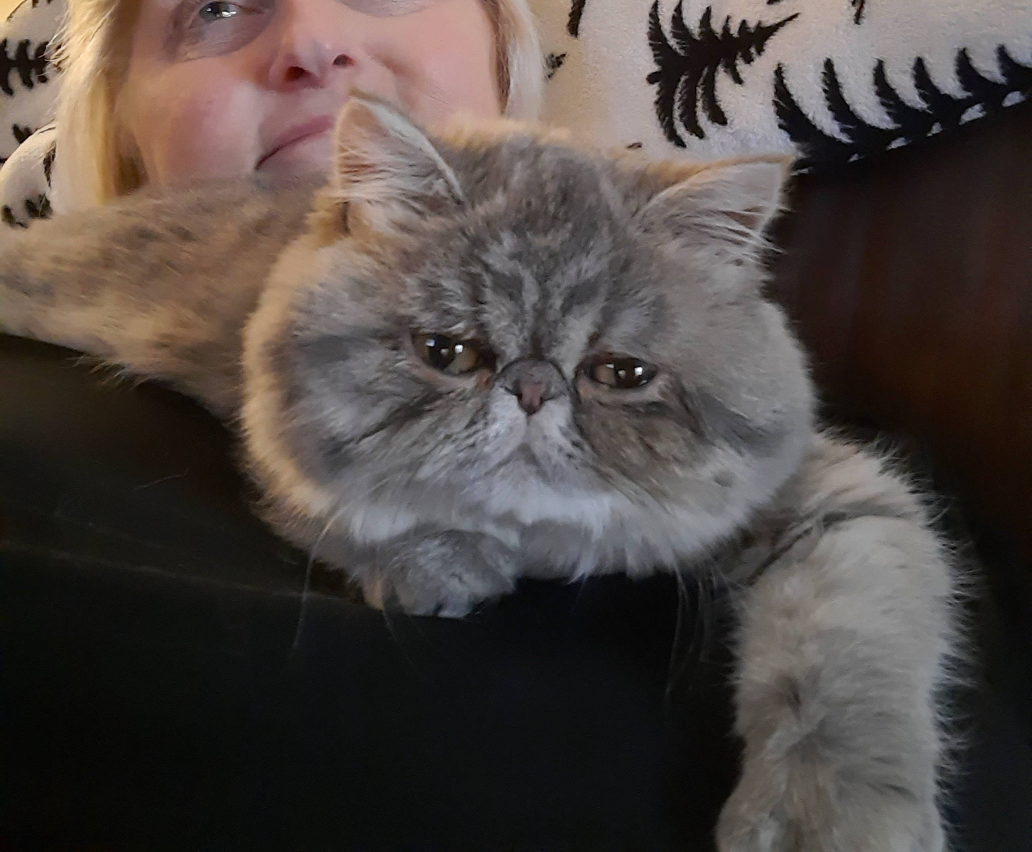 Dumpling joined the competition — help win amazing prizes! british_longhair, carnivore, cat, claw, comfort, domestic_short_haired_cat, face, fawn, felidae, fur, iris, nose, paw, persian, plant, small_to_medium_sized_cats, snout, tail, terrestrial_animal, whiskers