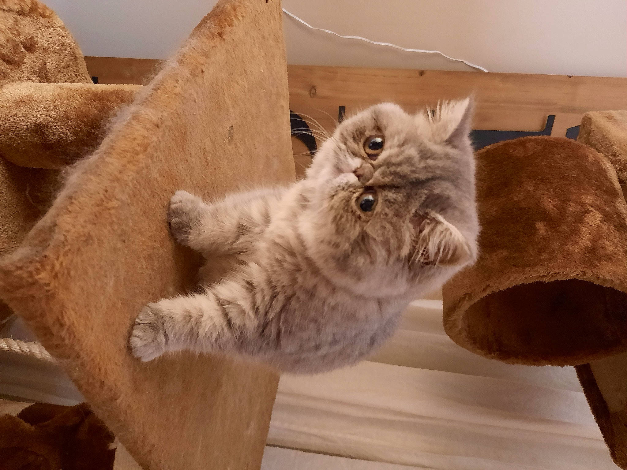 Dumpling is registered to the contest to win money with this photo: carnivore, cat, cat_supply, comfort, domestic_short_haired_cat, fawn, felidae, flooring, fur, grey, hardwood, paw, shipping_box, small_to_medium_sized_cats, snout, tail, whiskers, window, wood, wood_flooring