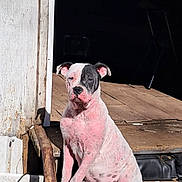 Petie joined the competition — help win amazing prizes! animal, black_and_white, chain, concrete, dog, doorway, ears, face, fence, outdoor, paw, pet, relaxed, rustic, shadow, sitting, step, sunlight, texture, wooden_steps