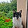 Minette